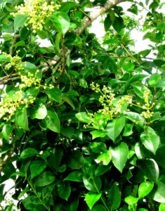 Image of leafy foliage