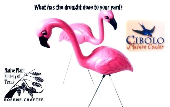 Image of flamengo yart art that reads "What has the drought done to your yard? And a logo for Cibolo Nature Center