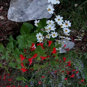 White, red, and purple wildflowers