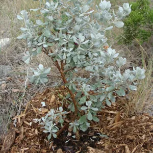 New growth on a cenizo bush