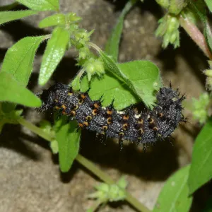 Caterpillar munching on green leaf