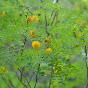 Close up of yellow blooms on a tree