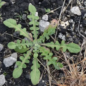 Small plant growing low to the ground