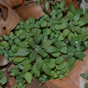 Cluster of green leaves