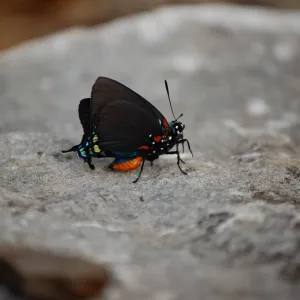 Moth on rock