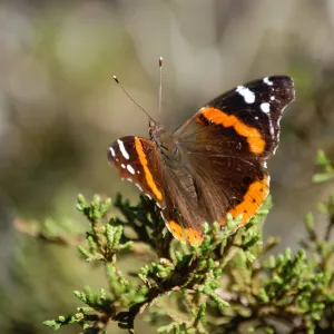 Butterfly on juniper tree