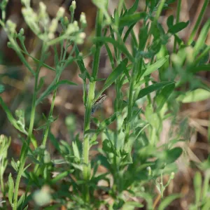 Close up of green plant