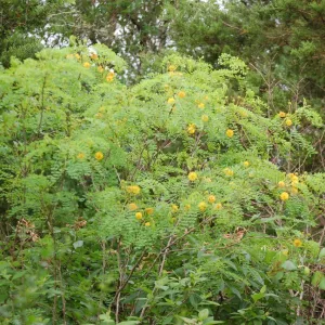 Tree with yellow blooms