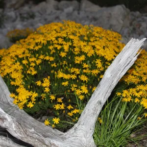 Yellow flowers next to driftwood
