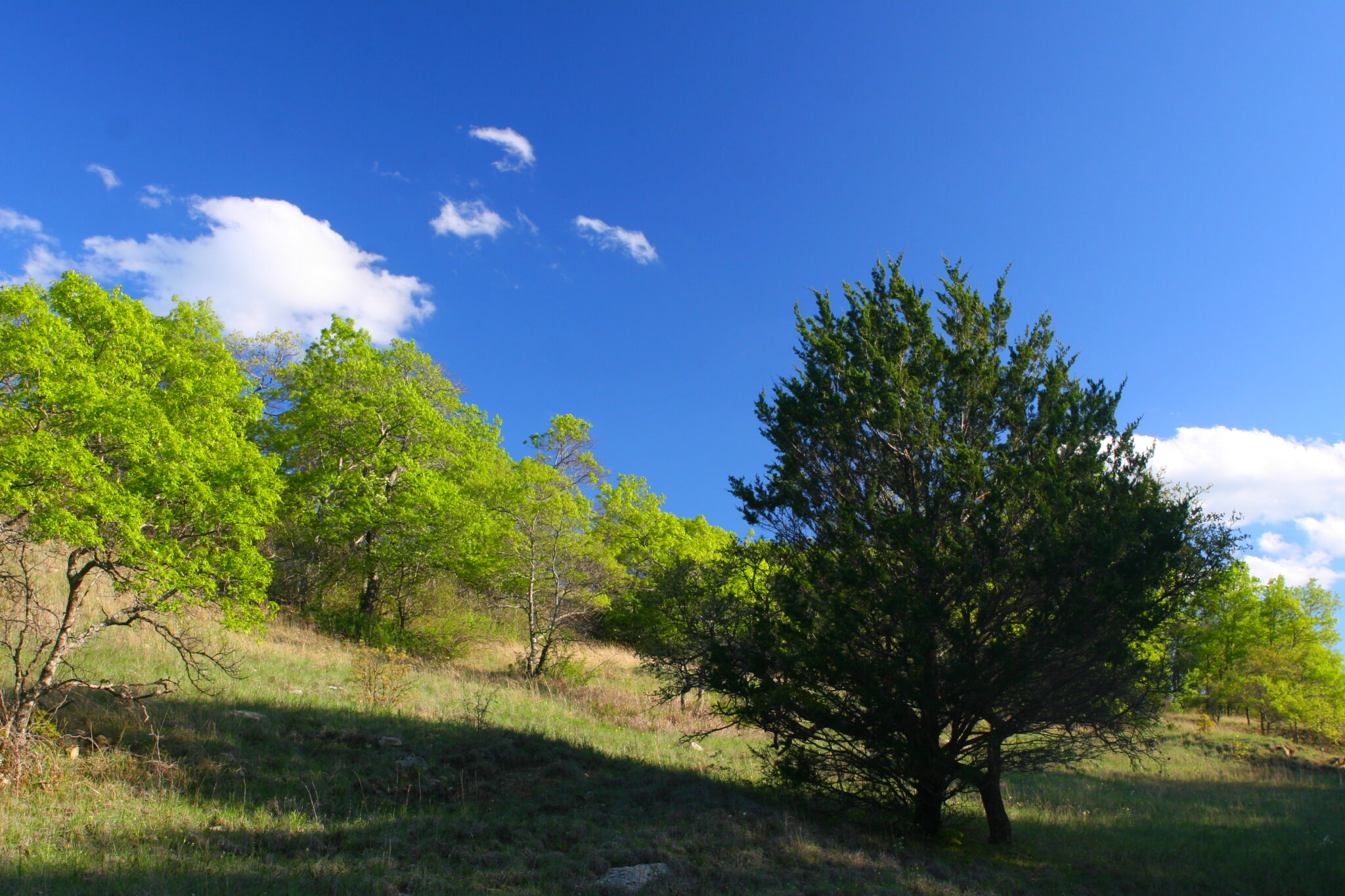 LBJ National Grasslands Native Plant Society of Texas