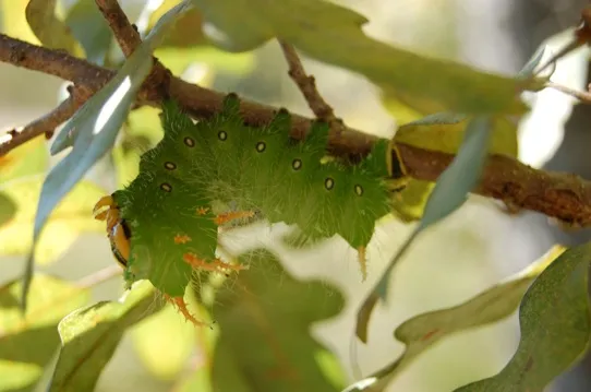 Green, pudgy caterpillar on a leafy branch