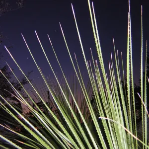 Yucca-like leaves in foreground against a sunset
