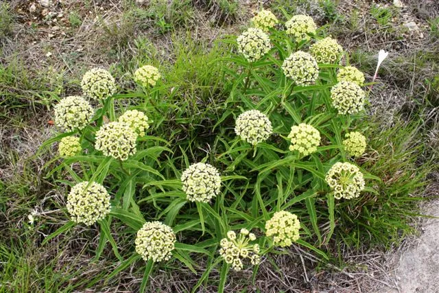 plant with a white cluster of blooms
