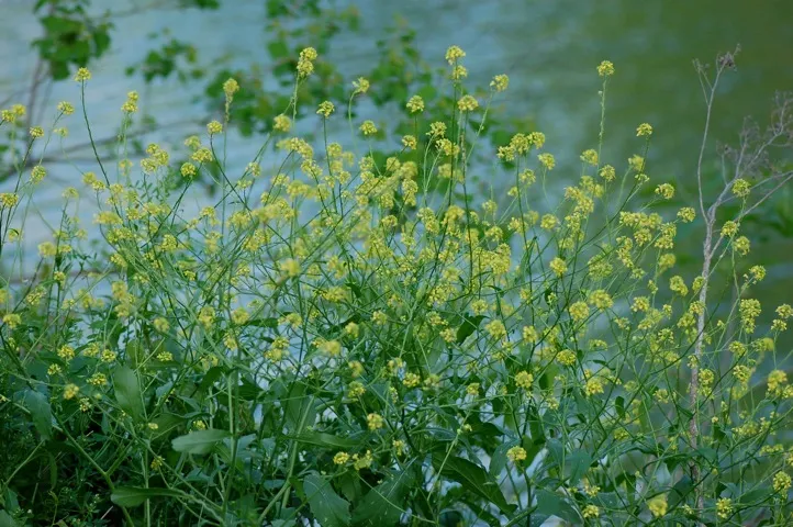 Green-yellow plants on waters edge