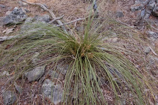 A bunch grass with long green strands