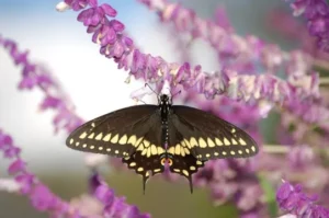 Black butterfly with yellow markings on a purple flower.