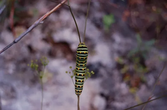 Striped caterpillar on a twig