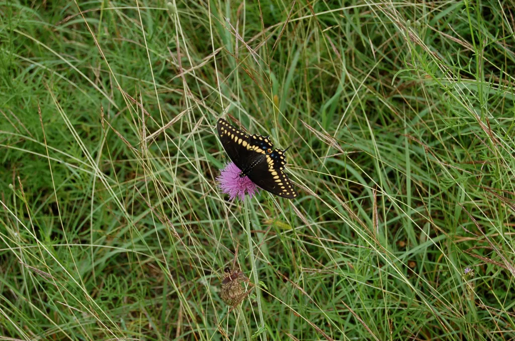 Black butterfly with yellow markings on a small, single purple bloom