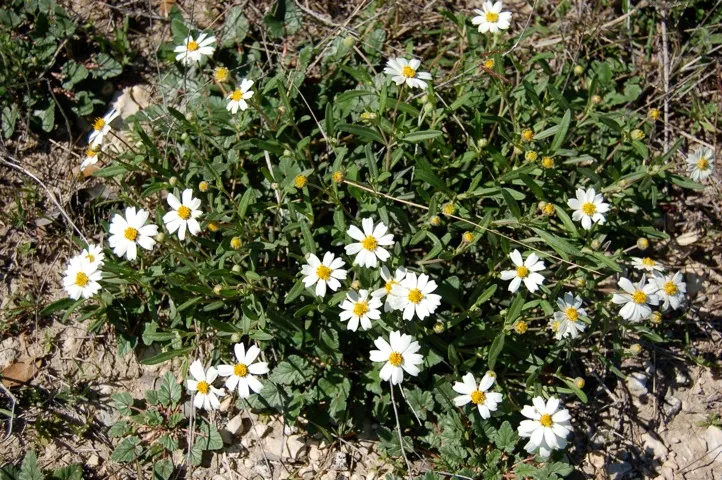 Small white flowers with yellow center.