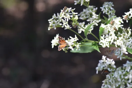 Butterfly on white flowers