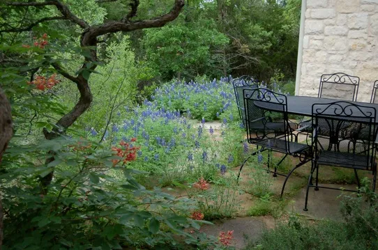 Outside table surrounded by wildflowers and deep, green foliage