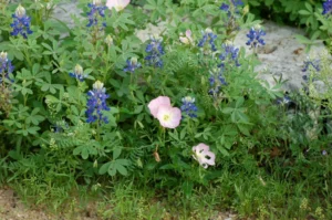 Pink and blue wildflowers