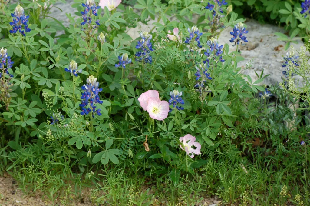 Pink and blue wildflowers