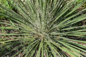 Yucca leaves