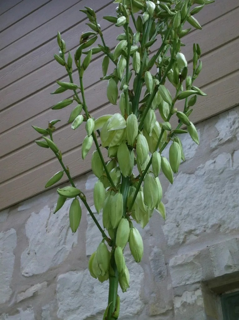 Close up of yucca bloom