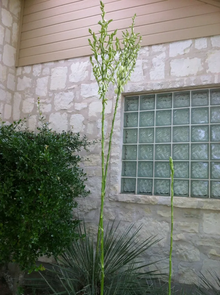 Tall yucca bloom stalk in front of house