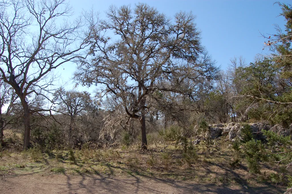 Tree in winter with no leaves