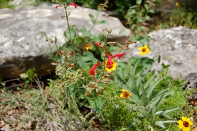 Plant with small red and yellow flowers