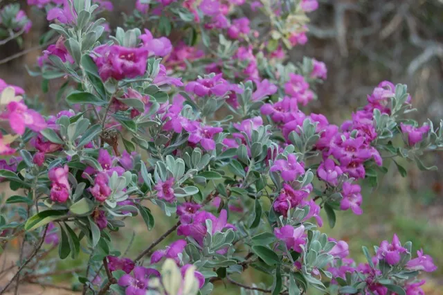 Plant with small green, rounded leaves and pink-purple flowers