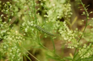 caterpillar on plant with small leaves