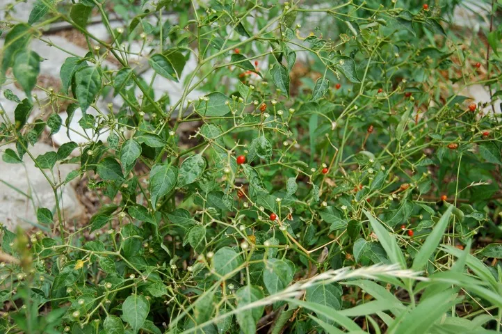 Plant with tiny red peppers