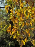 Image of yellow leaves
