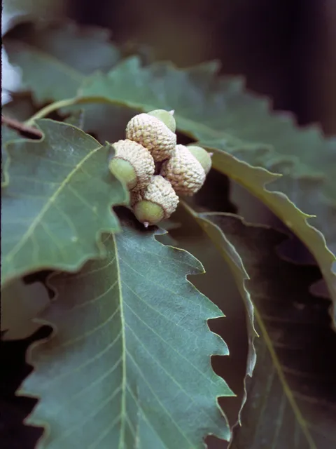 Close up of acorns