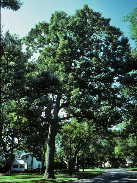 Image of a large oak tree