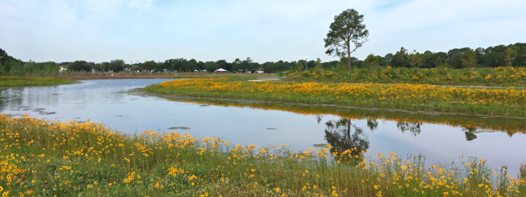 Wildflowers blooming at Exploration Green