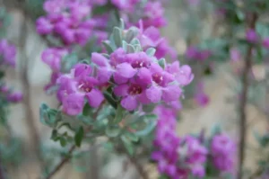 Purple flowers