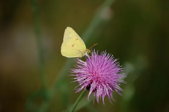 Yellow butterfly on pink thistle