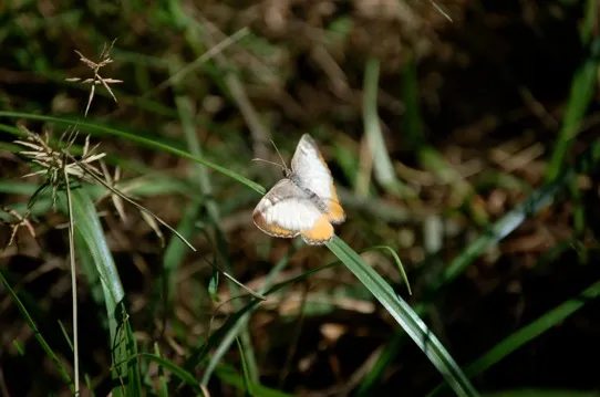 Moth on blade of grass