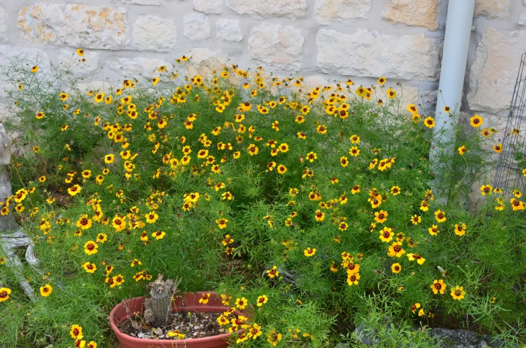 Mound of yellow flowers
