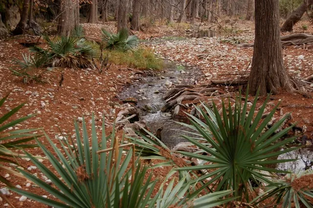 Small creek bed, edged by palmetto fronds and trees.