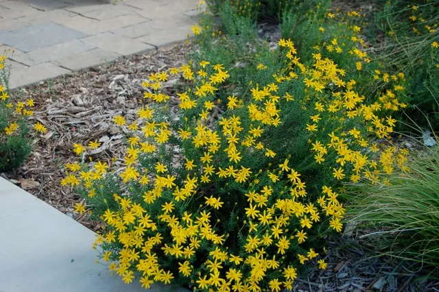 Bunch of yellow grasses in a flower bed.