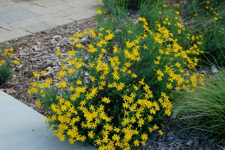 Yellow flowers in a flower bed