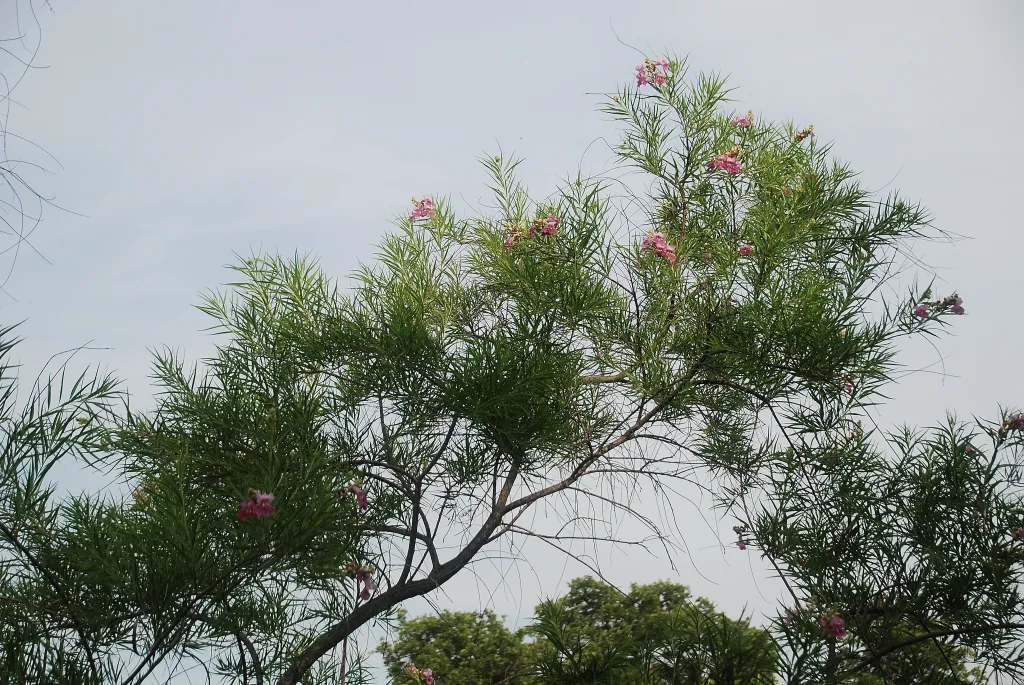 Tree branch with pink flowers