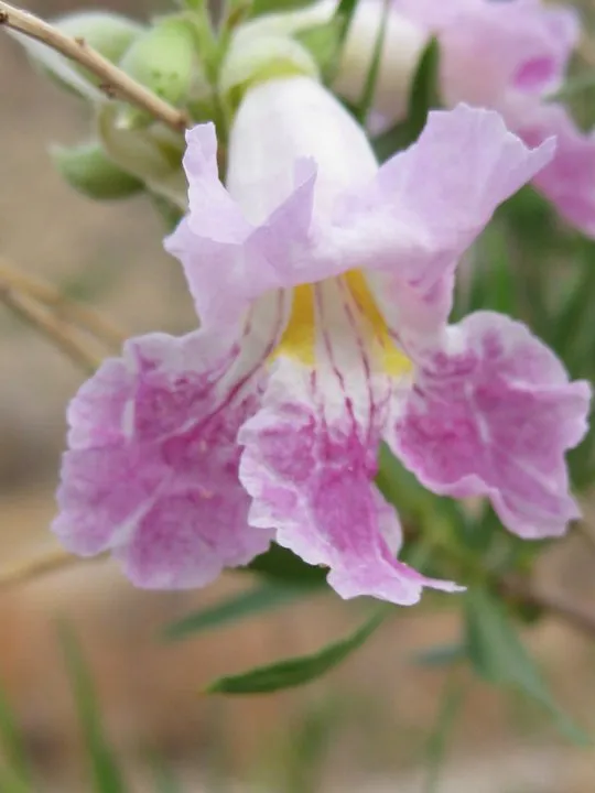 Pink flower