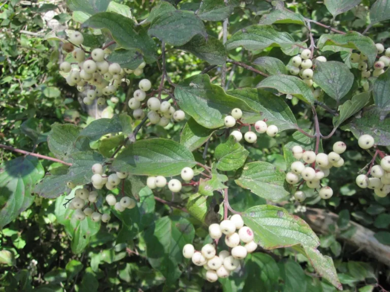 White berries