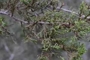 Juniper branch
